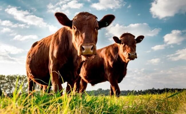 Esta imagen muestra un grupo de vacas en el campo