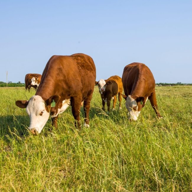 Esta imagen muestra un grupo de vacas en el campo