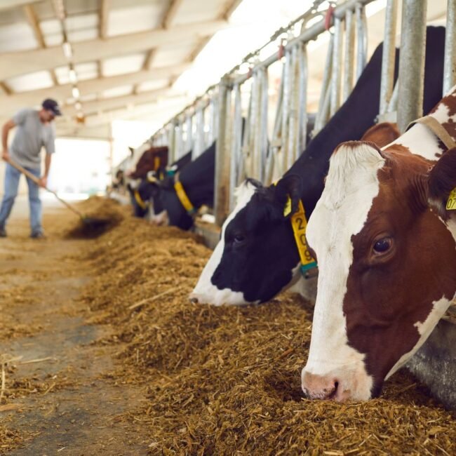 Esta imagen muestra un grupo de vacas en el establo