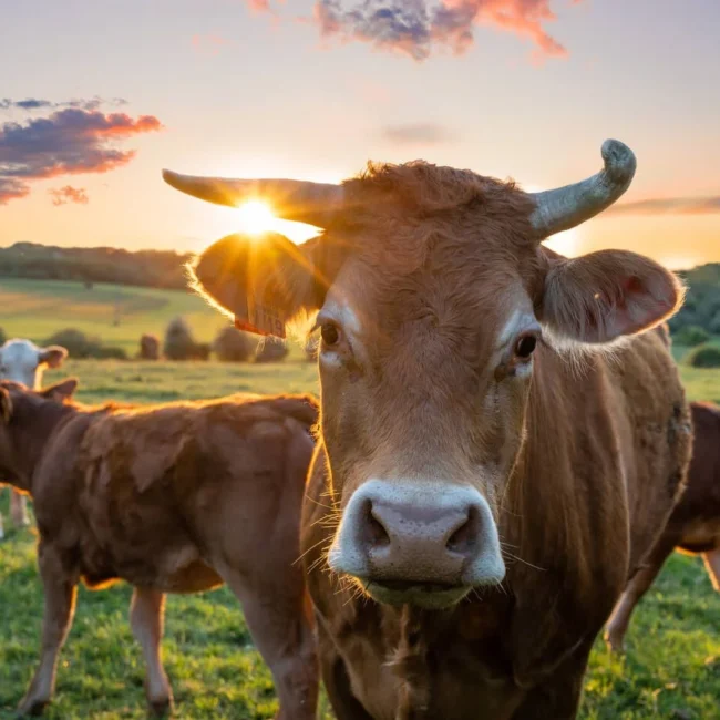 Esta imagen muestra un grupo de vacas en el campo