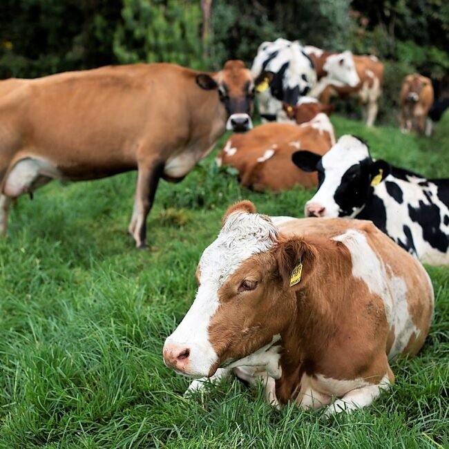 Esta imagen muestra un grupo de vacas en el campo