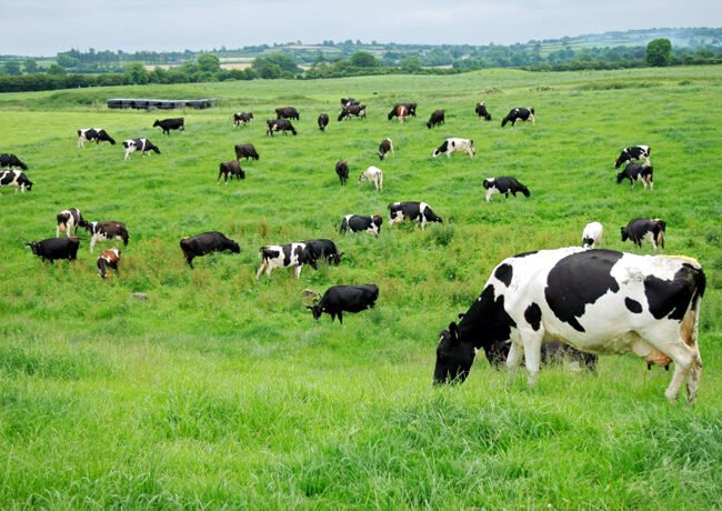 Esta imagen muestra un grupo de vacas en el campo
